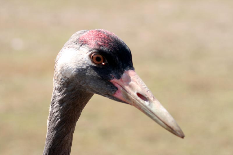 Kraniche in Mecklenburg - Kranich (lat. Grus grus)